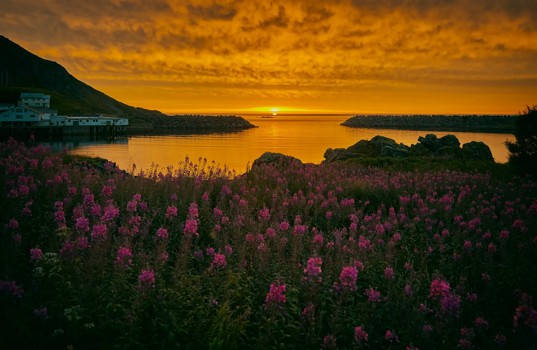 The midnight sun low over the sea at Nykvåg, with fireweed in flower on the shore
