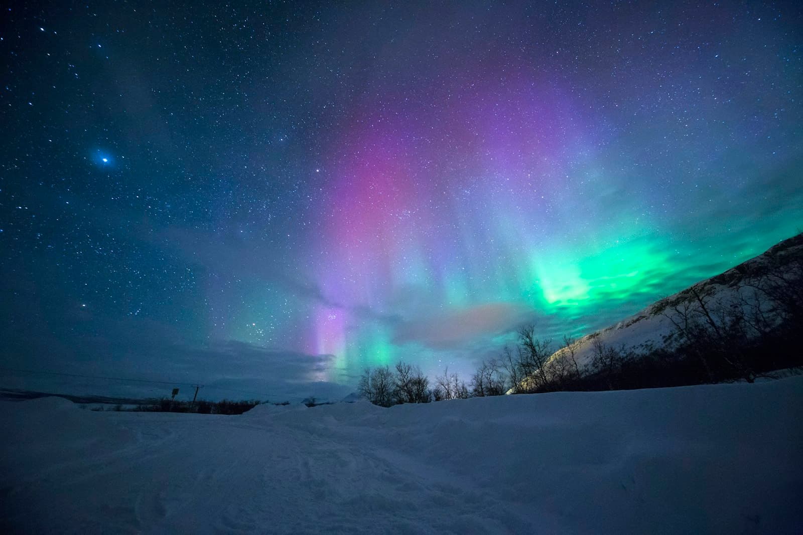 Green and violet aurora over a snow field and birch scrub outside Tromsø